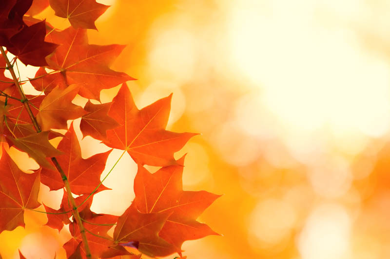 暖暖的梦幻阳光 漂亮的红叶背景素材